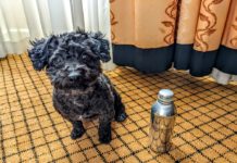 Truffles staying hydrated with our complimentary InterContinental water